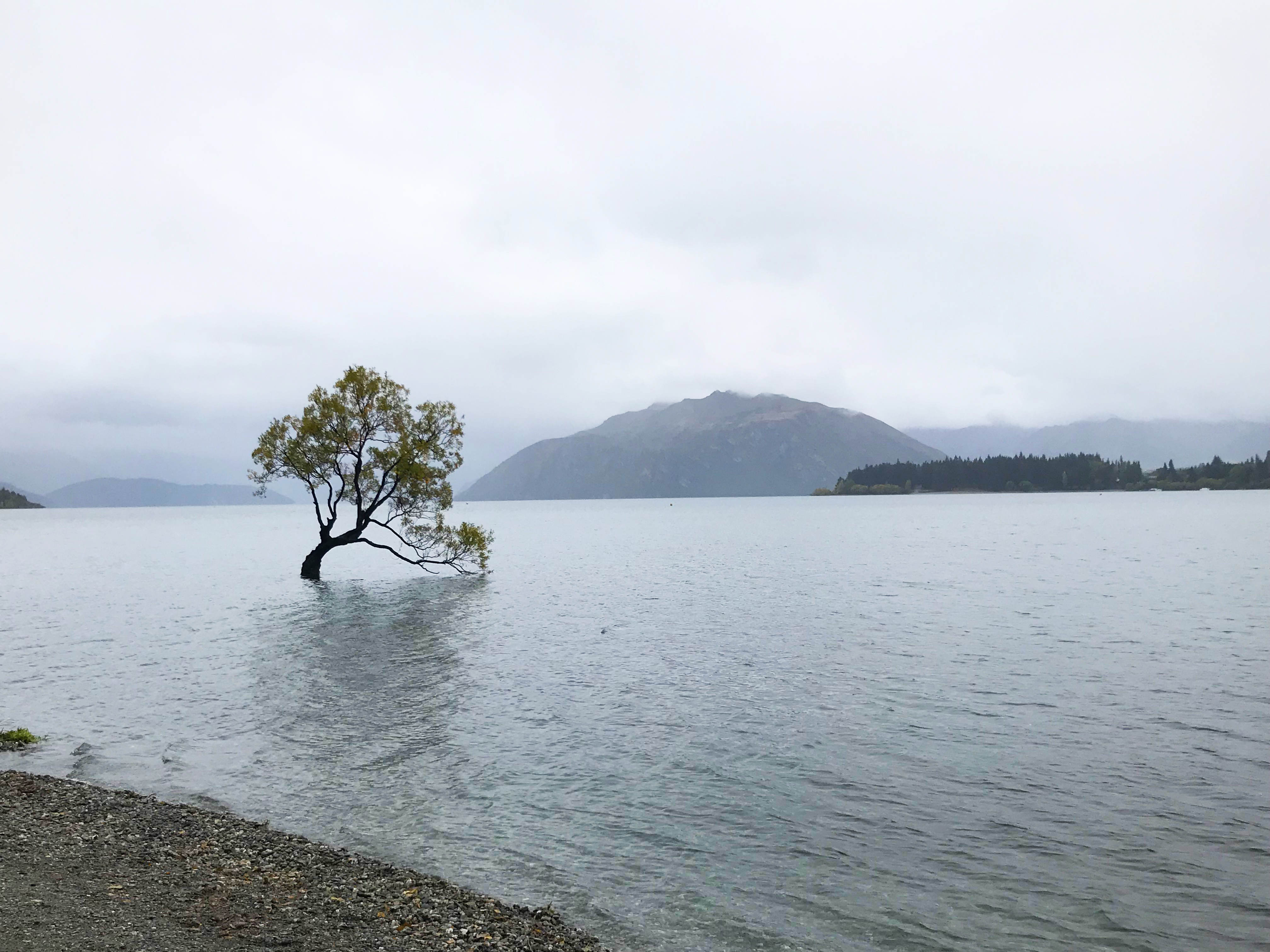 新西兰旅游必备大牌礼物,新西兰旅行攻略完整详细版
