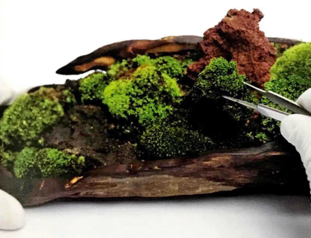 枯木也能逢春，仅需要一点点苔藓，将其制作成为独特的苔藓盆景！