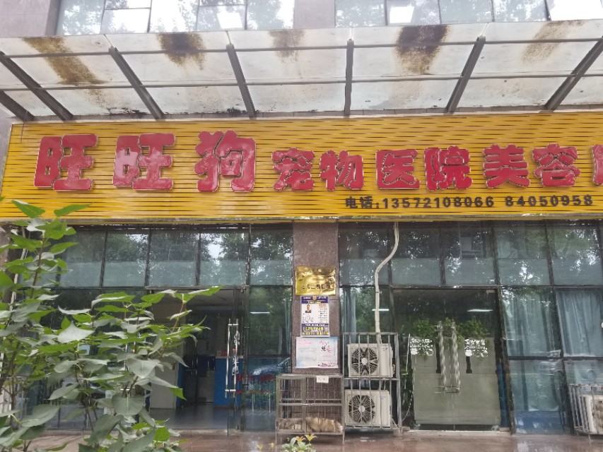 泰迪幼犬细小冠状能治好吗,幼犬泰迪得了细小自己在家怎么治