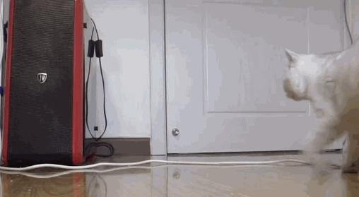 主人出门猫咪自己在家能呆几天,主人外出猫咪在家需要什么