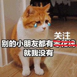 小心!您的猫距离下泌尿道综合征可能只隔一碗水的距离