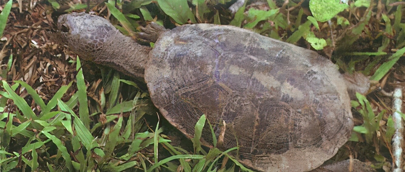 龟类纪录片,龟类图片