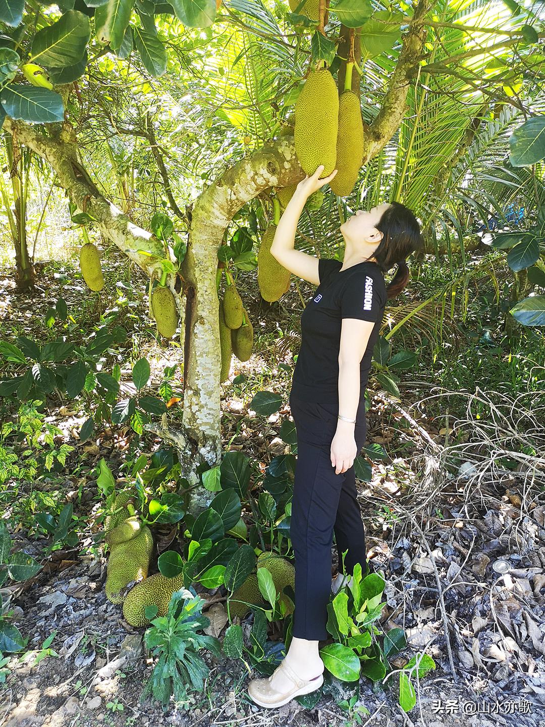 石家庄自驾海南旅游攻略,石家庄到海南三亚自驾游最佳路线