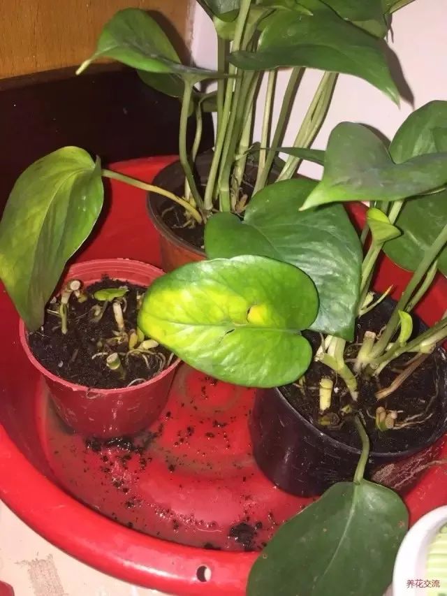 植物叶子变黄边缘焦枯什么原因,秋天叶子变黄的植物有哪些