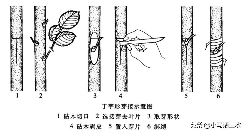 轻松掌握果树嫁接方法，让你也能成为嫁接高手