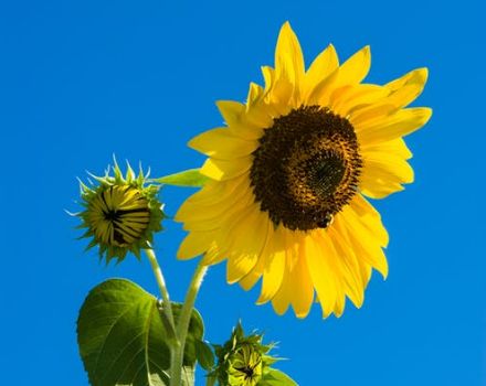 无需任何道具，手机这样轻轻一倒，大片随手拈来