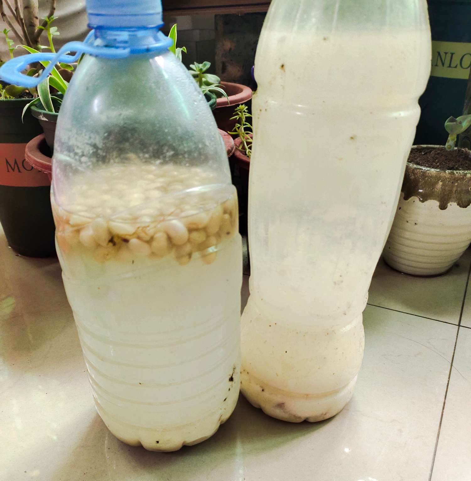 绿萝怎么养才能长得更旺盛,绿萝怎么养不出叉还枝繁叶茂