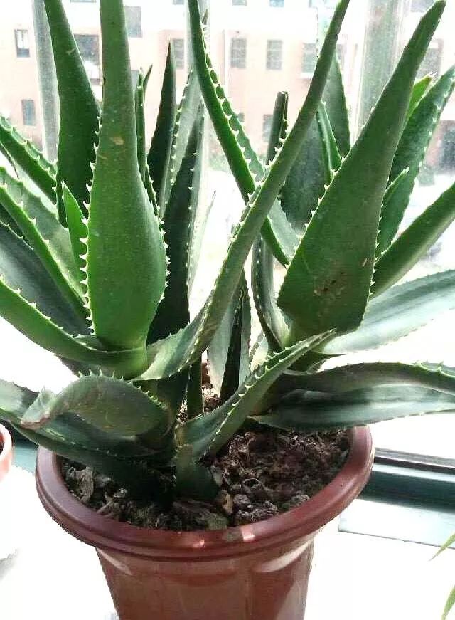 大盆适合种植芦荟,养好一盆芦荟其实很简单