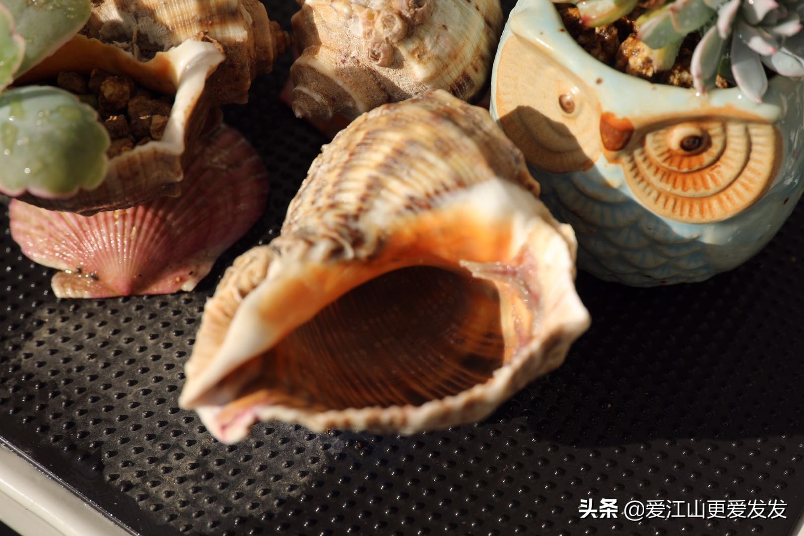 海螺贝壳多肉,生蚝壳做多肉盆