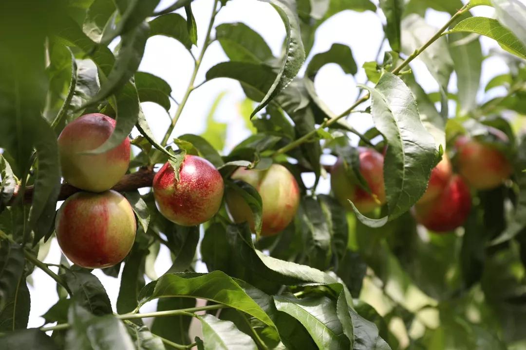 四川宜宾姑娘嫁内蒙古,四川宜宾女子出嫁