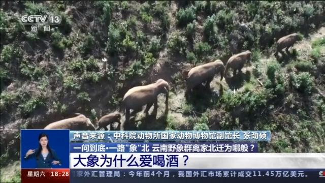 云南象群迁徙损失,云南象群迁徙事故