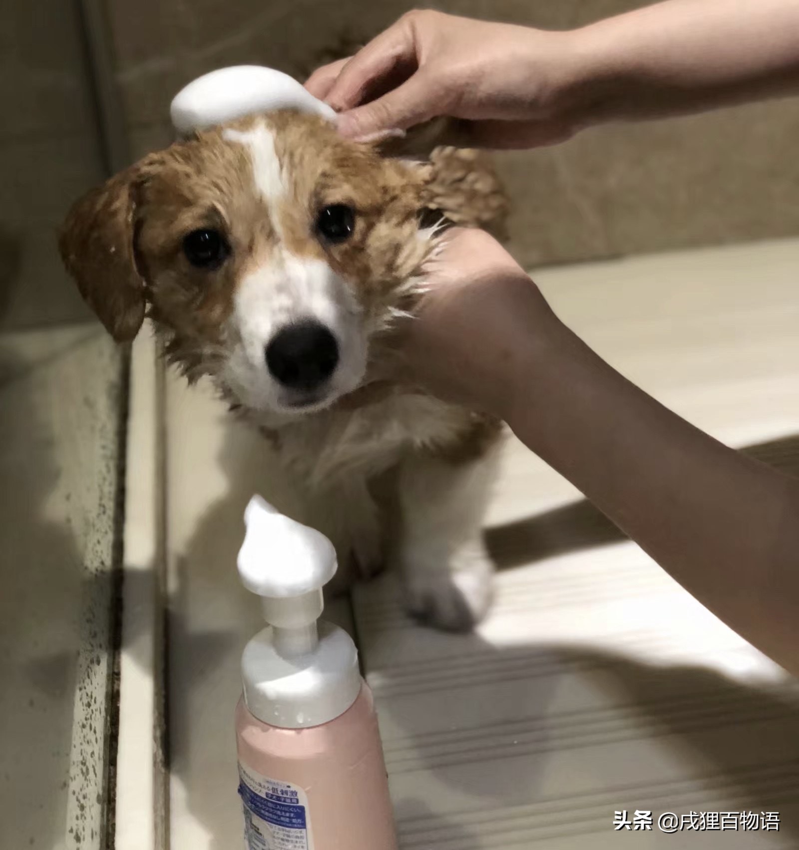 第一次养狗，如何避开各种“坑”？省钱省心攻略在这里