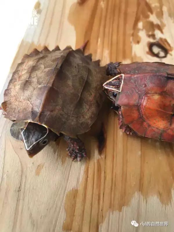 枫叶龟品种及图片大全,地龟和枫叶龟的区别