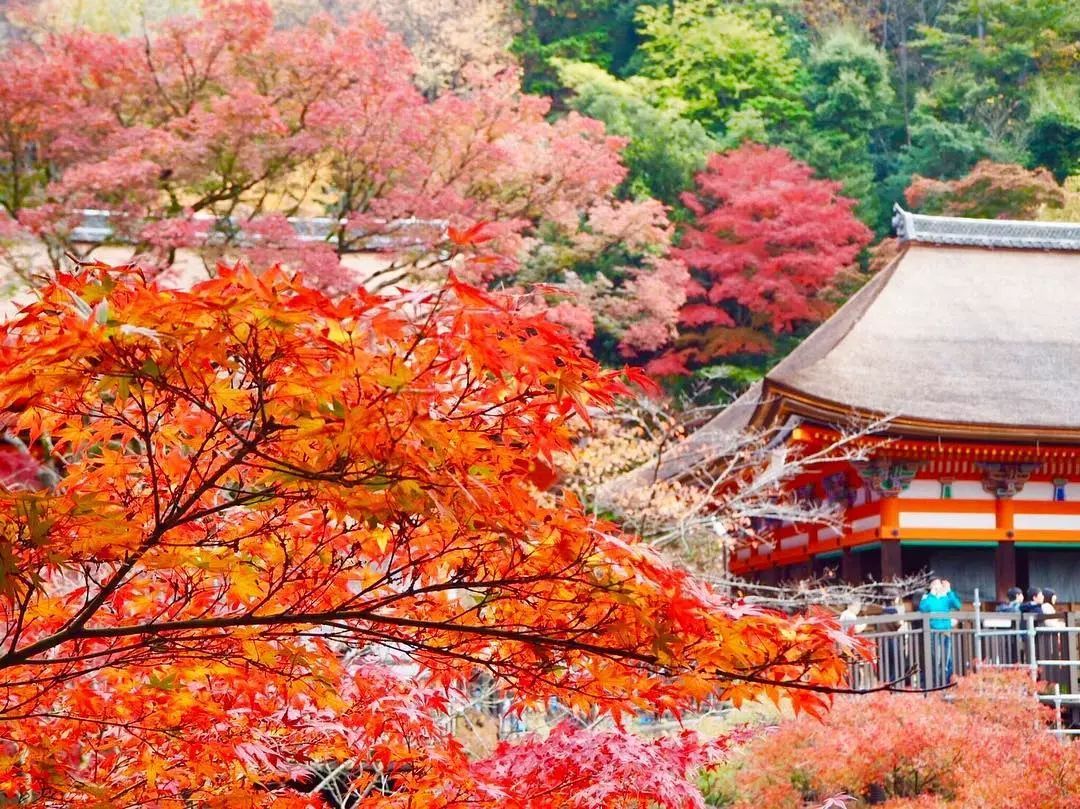 做个‘追枫少女’领略红叶之美！