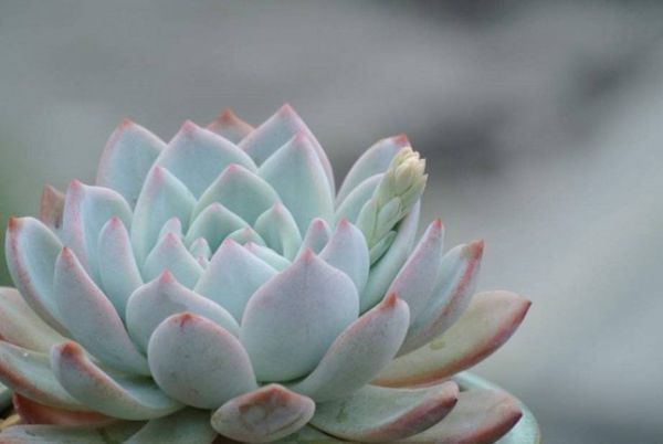 多肉早安图片大全,多肉大全100图