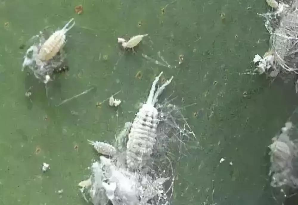 果树蚧壳虫怎么根除4月,果树蚧壳虫最快消除办法