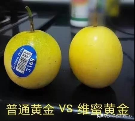 当下黄金百香果最好的品种是,黄金百香果和紫皮百香果哪个好种