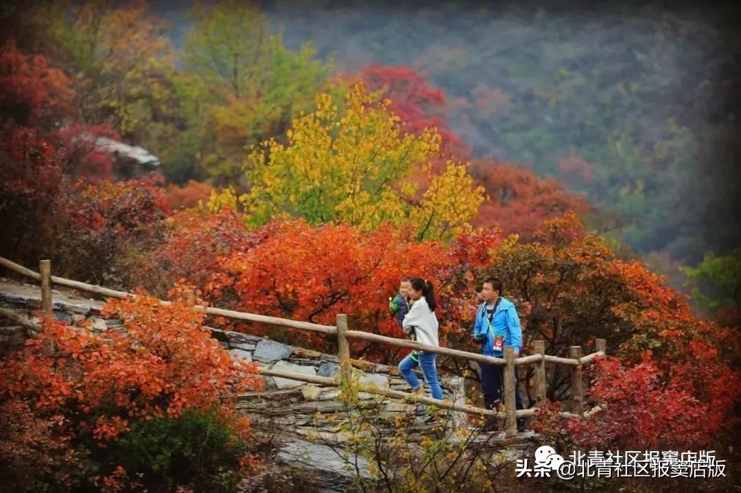 乐游丨周末将至，一起来看壮观红叶、品道口烧*吧鸡**