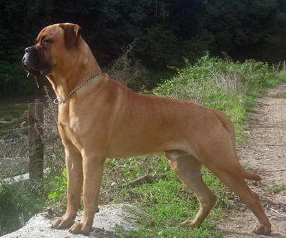 世上最罕见的狗品种图片,全世界狗品种视频