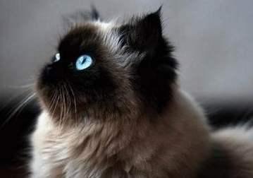 明日方舟阵营剧情,明日方舟暗流