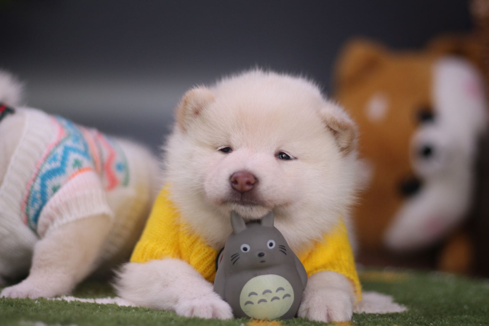 哪里买柴犬最靠谱柴犬价格大揭秘,柴犬价位湖南