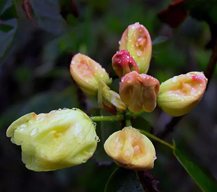 凉山州哪里可以赏花,西昌赏花攻略