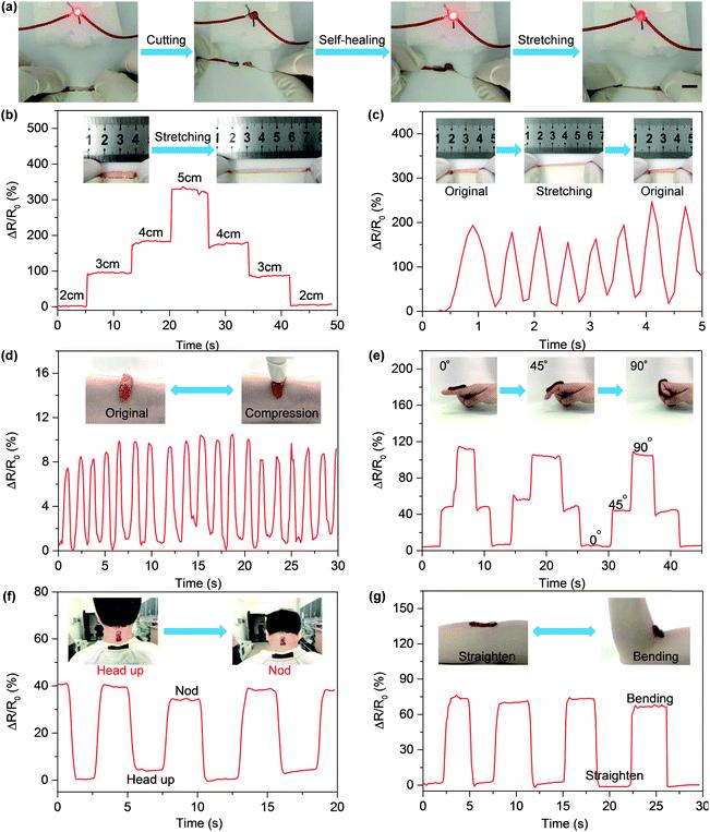 ca2+为什么能改变细胞壁的通透性,ca2+是钙离子吗
