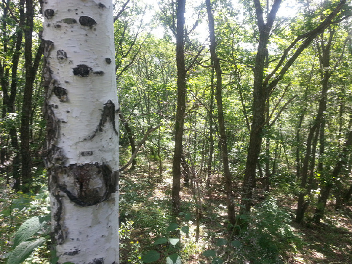 俄罗斯的白桦茸怎么样,白桦茸在俄罗斯叫什么