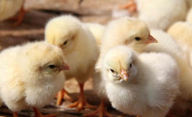 鸡生病了怎么办最有效,鸡生病了用什么药治疗