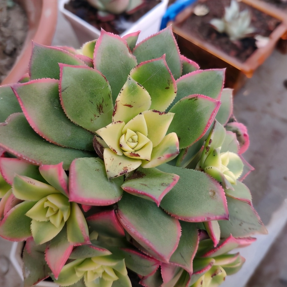 艳日辉长了很多侧芽要剪掉吗,艳日辉怎么养出状态