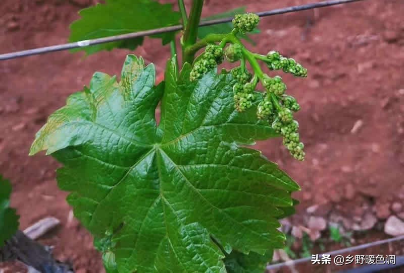 创业种葡萄一亩成本多少,农业种植致富项目葡萄