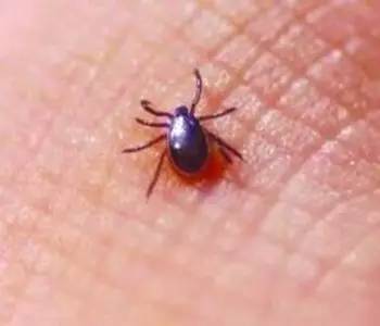 *处私**被咬，女童不幸离世，要命的虫子专盯这3种宝宝，家长要注意