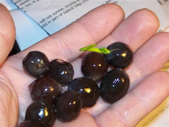 大水缸里面种植荷花,家里有个大水缸适合养哪种荷花