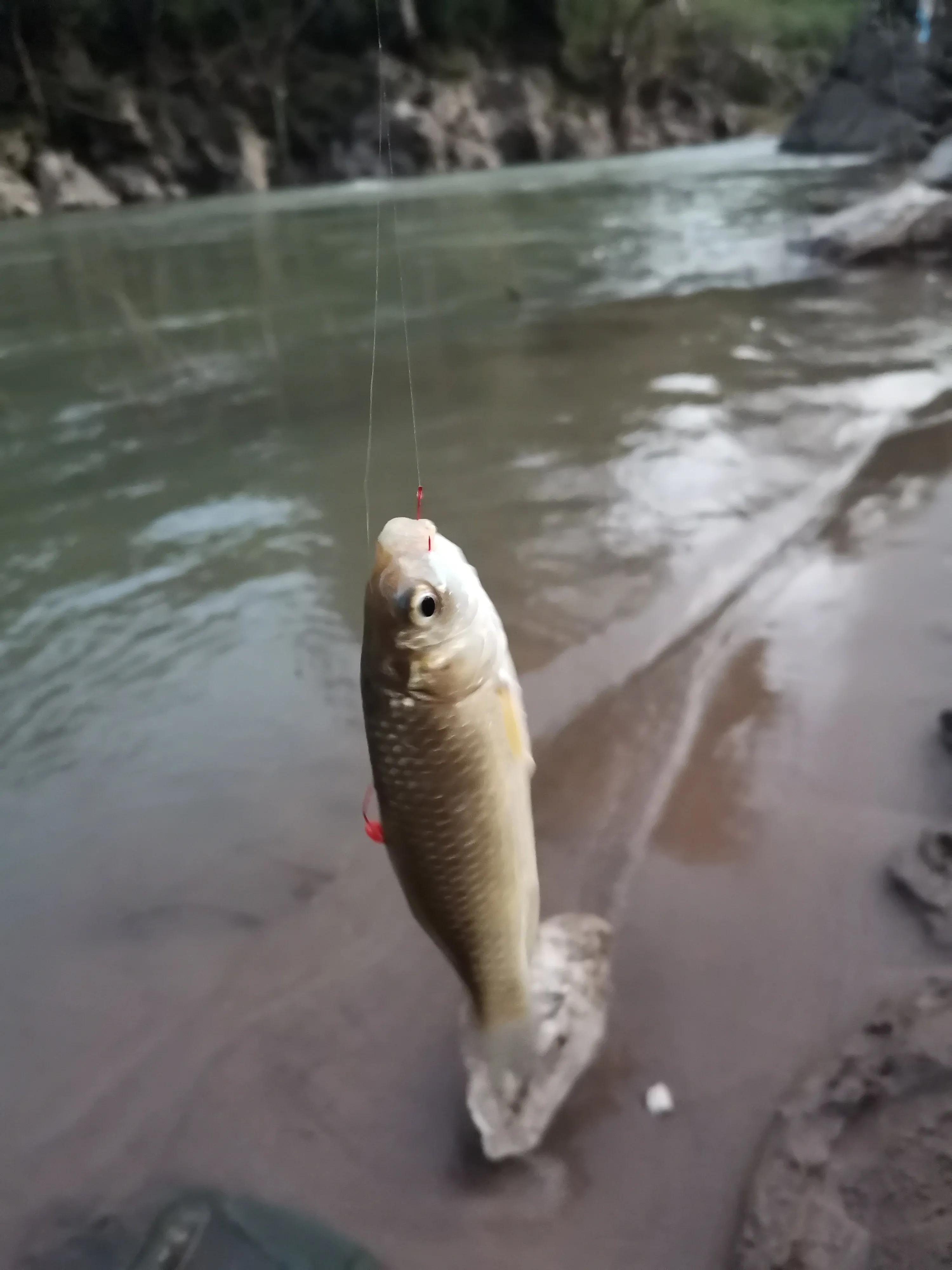 野河休闲钓，手杆绷尖钓法，岸边捡别人的麦子挂钩，最后鲫鱼连杆