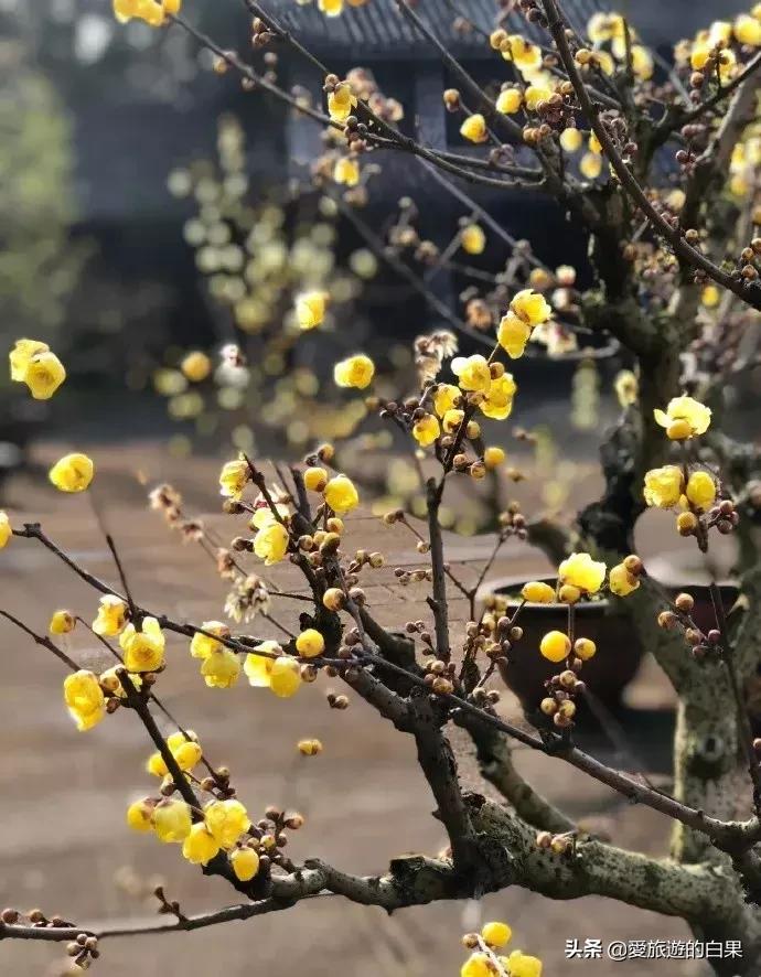 腊梅花开放视频,成都看腊梅的地方