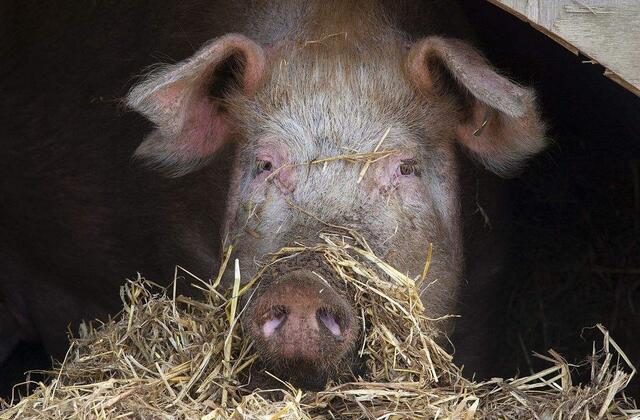 猪场检测母猪怀孕位置,猪场母猪查情总结