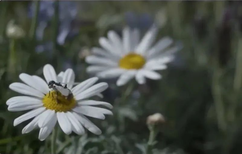 蜜蜂灭绝人类,如果蜜蜂消失人类活不过四年