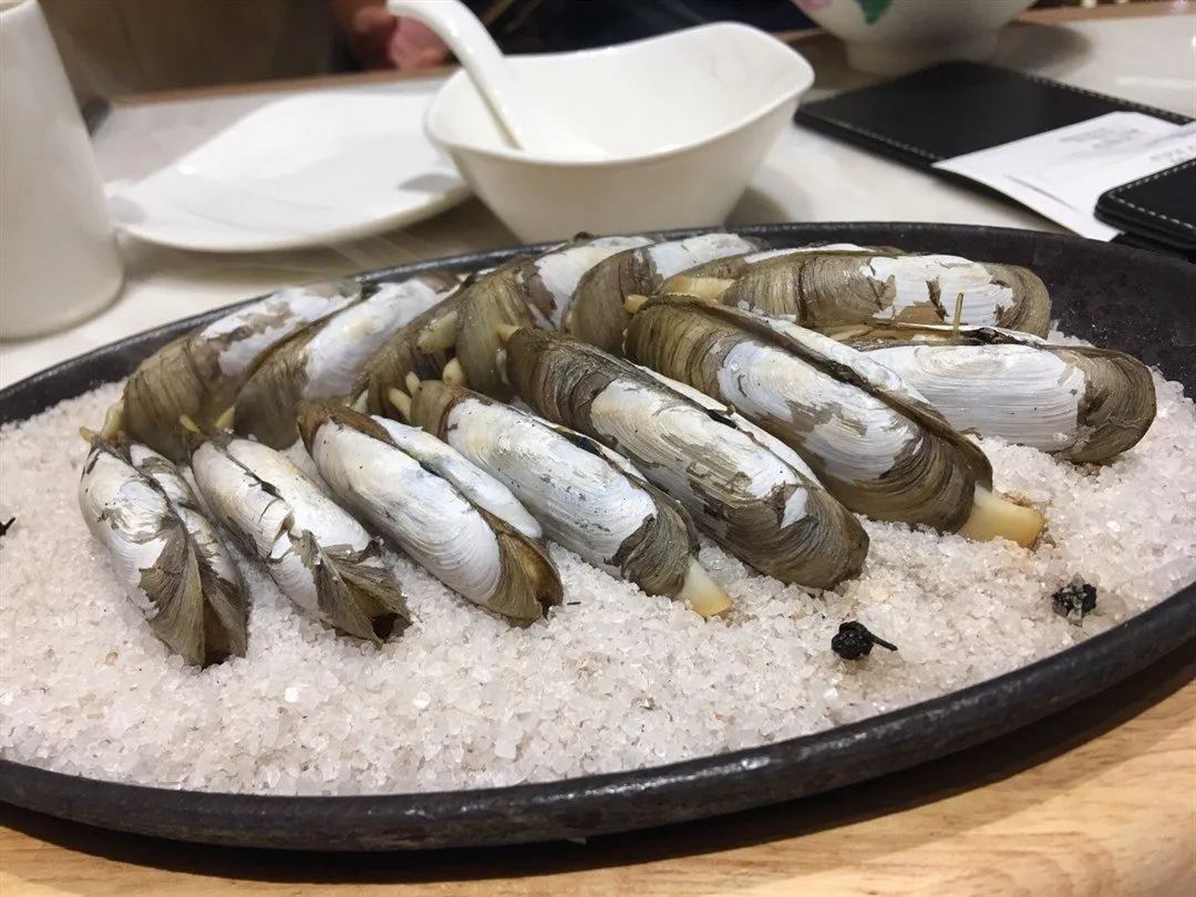 蛤蜊蚶子蛏子区别,蛏子海螺牡蛎蛤蜊