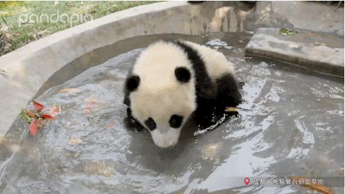 原来大熊猫也喜欢游泳,大熊猫们集体洗澡