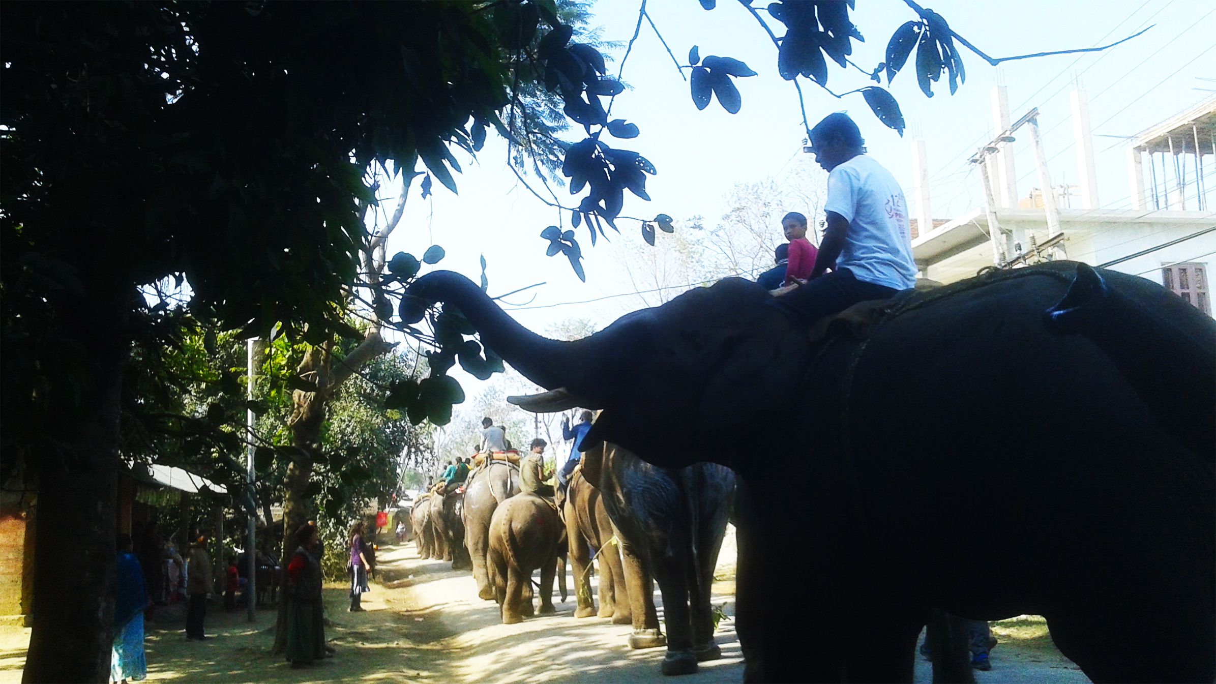 大象足球大赛,大象足球赛
