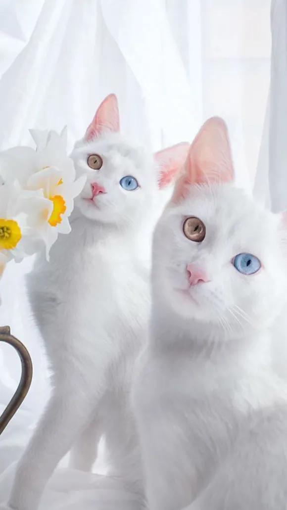 两只眼睛颜色不一样的狗子，到底有什么天赋异禀？