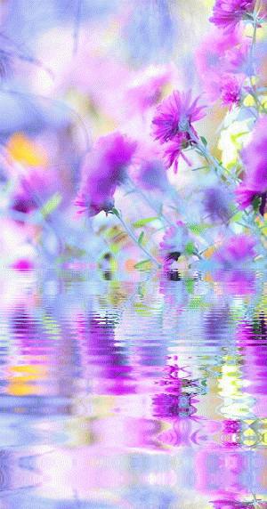 海边水中玫瑰花图片高清大图,最美山水花草倒影图片