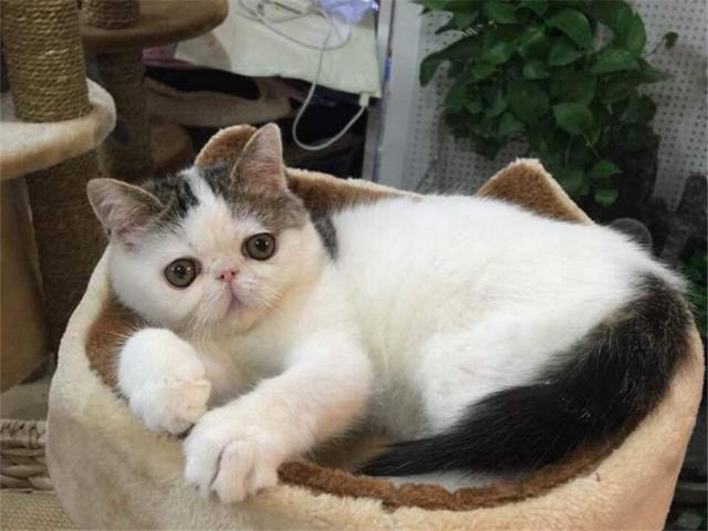 猫咪常见的一些疾病，掌握预防方法和一些简单的治疗