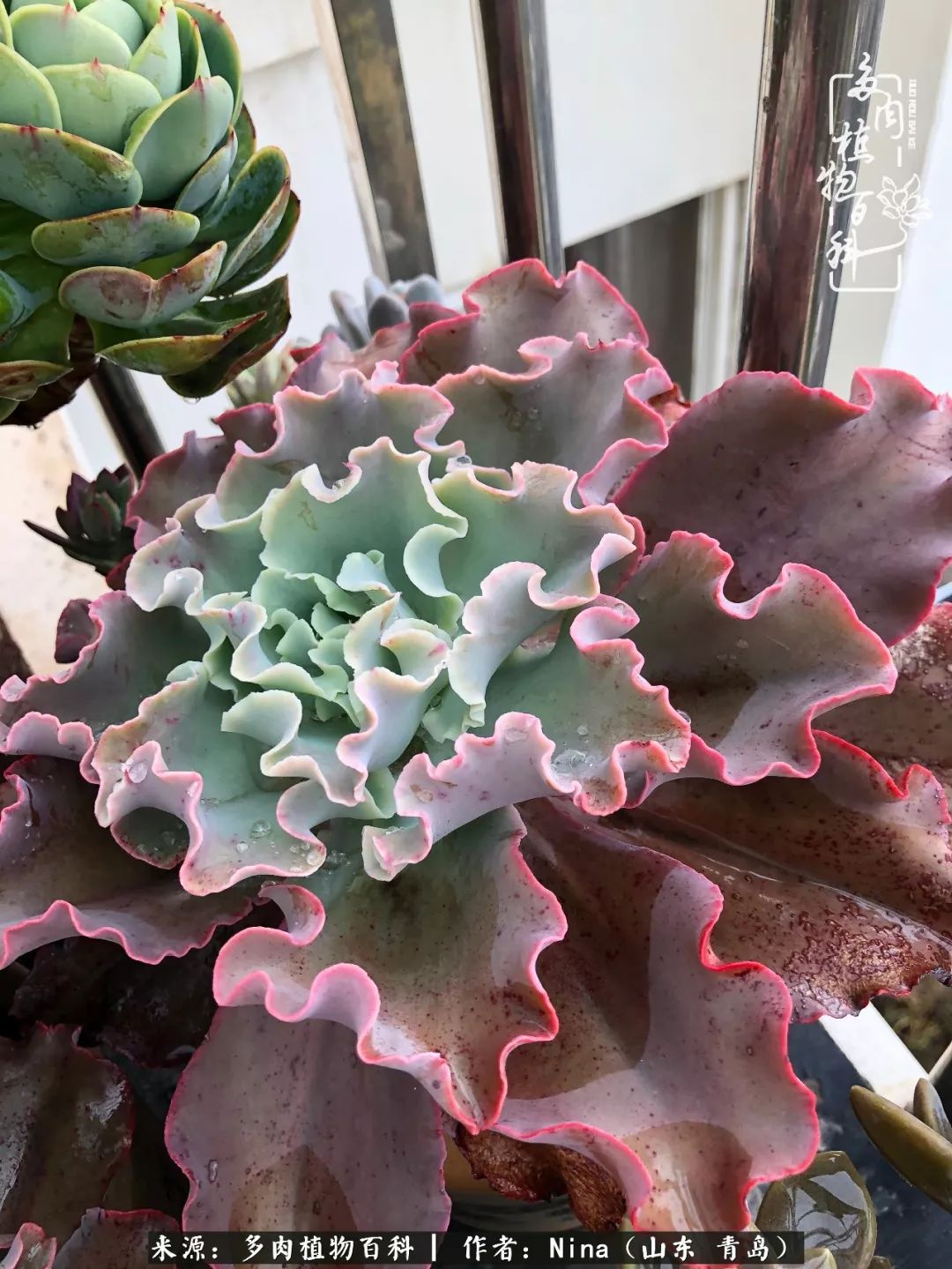 面对残酷的现实，是多肉治愈了我迷茫的未来