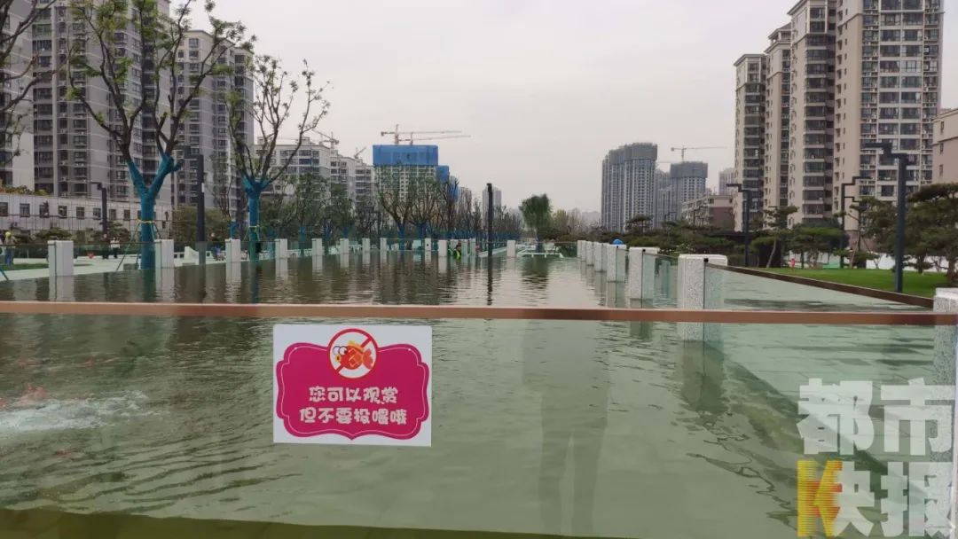 客厅玻璃鱼缸高颜值,最高圆形玻璃鱼缸