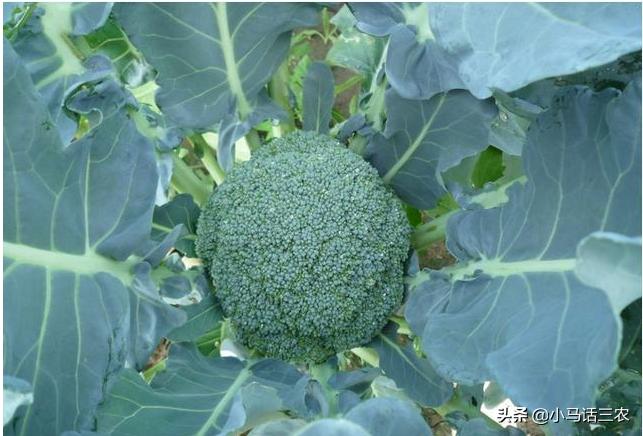 西兰花出现花苞不齐什么原因,西兰花叶茎裂口什么原因