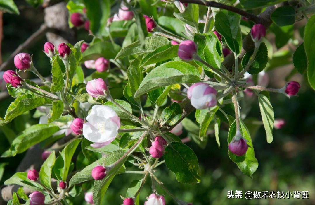 果树提高花芽分化的方法,果树花芽分化最佳方法