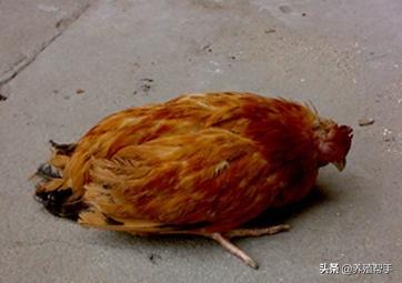 鸡嗉囊胀怎么治疗,鸡嗉囊肿胀有积液