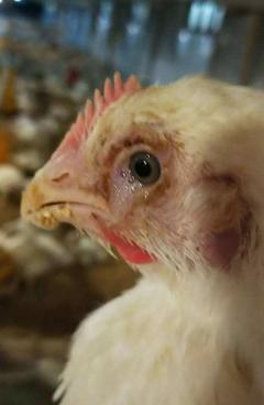 鸡眼肿有气泡怎么回事,鸡眼浮肿流泪睁不开如何治疗