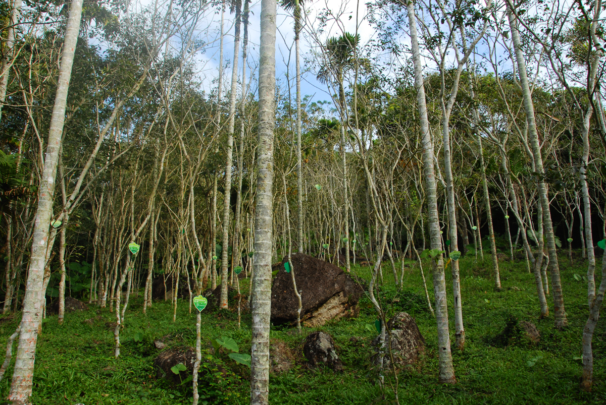 三亚三日游攻略必去景点,三亚除了呀诺达还有什么值得玩